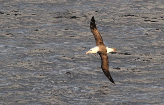 OTL24-24, Day 1, IMG_8565 © Unknown photographer - Oceanwide Expeditions.JPG