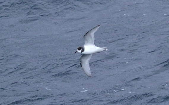 OTL24-24, Day 2, IMG_8673 © Unknown photographer - Oceanwide Expeditions.JPG