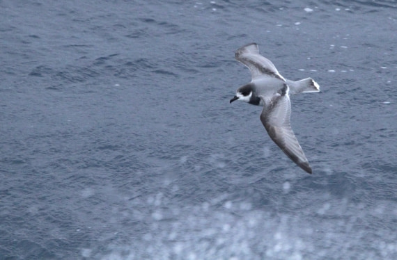 OTL24-24, Day 2, IMG_8705 © Unknown photographer - Oceanwide Expeditions.JPG