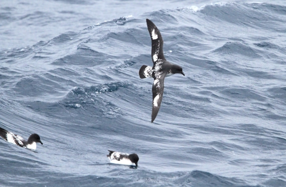 OTL24-24, Day 2, IMG_8794 © Unknown photographer - Oceanwide Expeditions.JPG