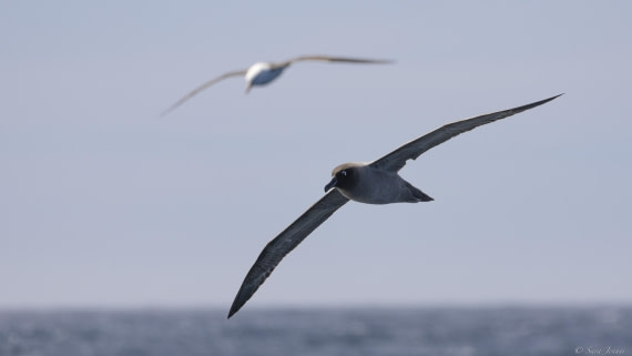 OTL24-24, Day 3, albatros 1 © Sara Jenner - Oceanwide Expeditions.jpg