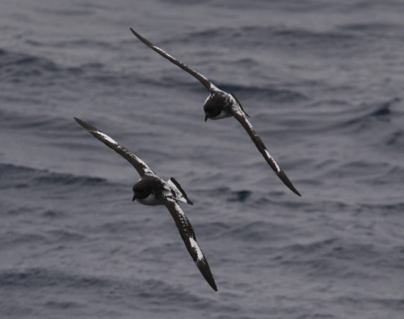 OTL24-24, Day 3, Cape petrel formation © Unknown photographer - Oceanwide Expeditions.JPG
