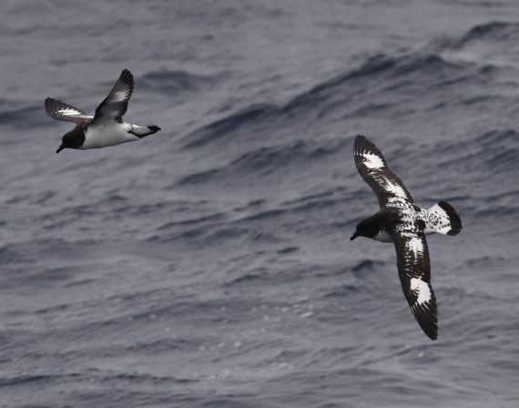 OTL24-24, Day 3, Cape petrels2 © Unknown photographer - Oceanwide Expeditions.JPG