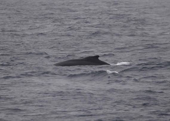 OTL24-24, Day 3, HB © Unknown photographer - Oceanwide Expeditions.JPG