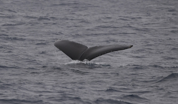 OTL24-24, Day 3, HB fluke © Unknown photographer - Oceanwide Expeditions.JPG