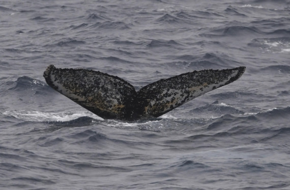 OTL24-24, Day 3, HB fluke2 © Unknown photographer - Oceanwide Expeditions.JPG