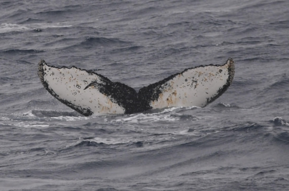 OTL24-24, Day 3, HB fluke3 © Unknown photographer - Oceanwide Expeditions.JPG