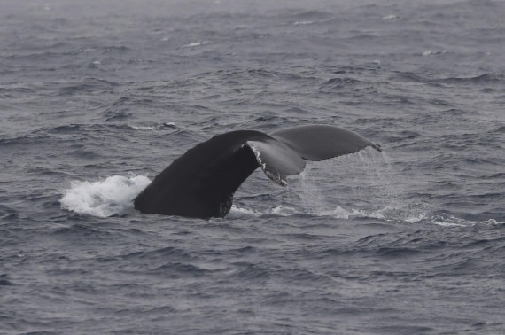 OTL24-24, Day 3, HB fluke4 © Unknown photographer - Oceanwide Expeditions.JPG