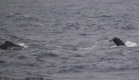 OTL24-24, Day 3, HB's © Unknown photographer - Oceanwide Expeditions.JPG