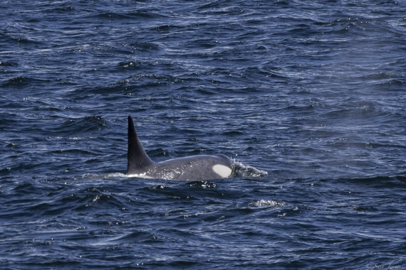 OTL24-24, Day 4, Orcas at lunchtime © Sara Jenner - Oceanwide Expeditions.jpg
