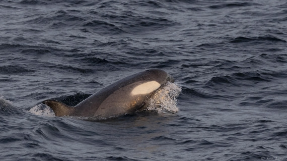 OTL24-24, Day 4, Orcas at sunset 3 © Sara Jenner - Oceanwide Expeditions.jpg