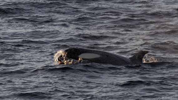 OTL24-24, Day 4, Orcas at sunset 4 © Sara Jenner - Oceanwide Expeditions.jpg