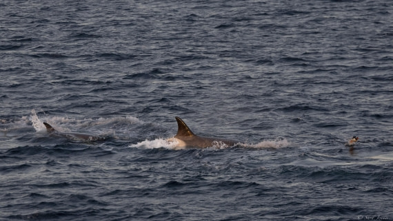 OTL24-24, Day 4, Orcas hunting penguins © Sara Jenner - Oceanwide Expeditions.jpg