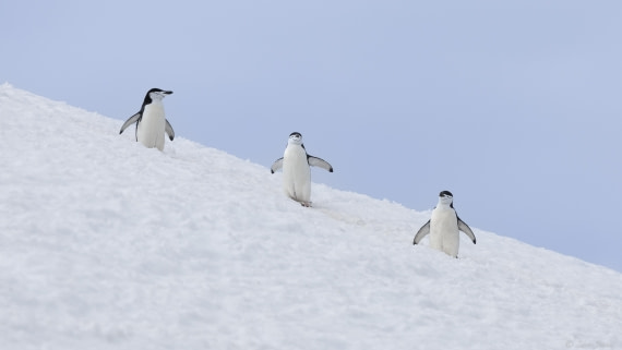 OTL24-24, Day 4, Palaver Point 1 © Sara Jenner - Oceanwide Expeditions.jpg
