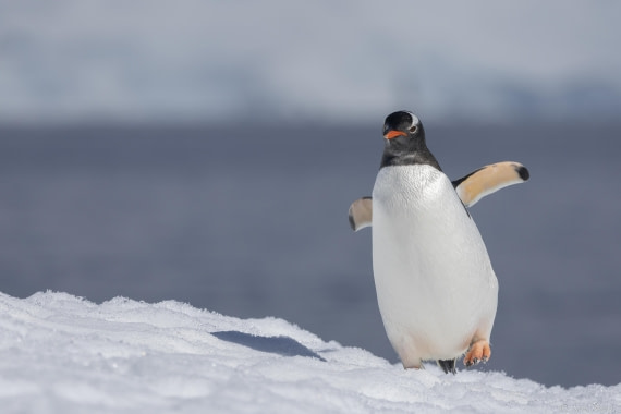 OTL24-24, Day 4, Palaver Point 2 © Sara Jenner - Oceanwide Expeditions.jpg