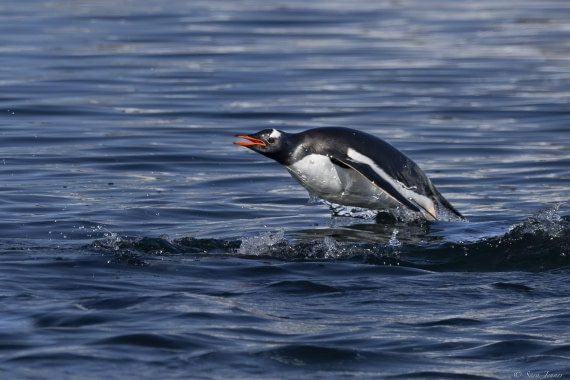 OTL24-24, Day 5, Gentoo 1 © Sara Jenner - Oceanwide Expeditions.jpg