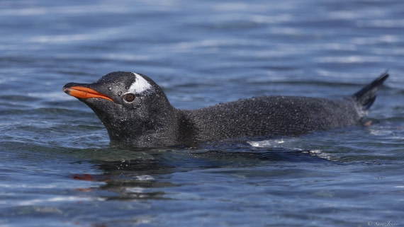 OTL24-24, Day 5, Gentoo 2 © Sara Jenner - Oceanwide Expeditions.jpg