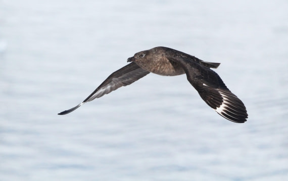 OTL24-24, Day 5, IMG_9030 © Unknown photographer - Oceanwide Expeditions.JPG