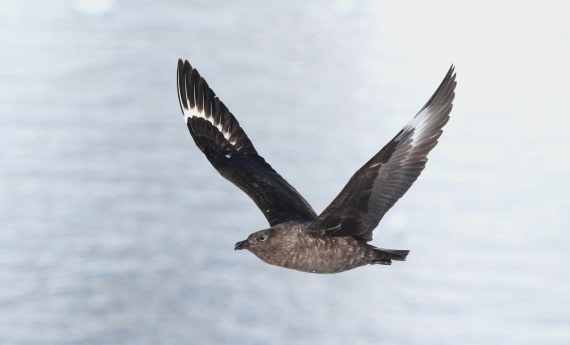 OTL24-24, Day 5, IMG_9031 © Unknown photographer - Oceanwide Expeditions.JPG