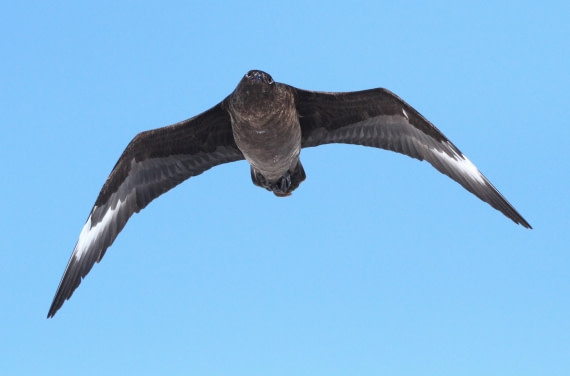 OTL24-24, Day 5, IMG_9043 © Unknown photographer - Oceanwide Expeditions.JPG