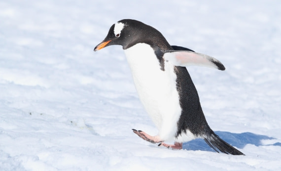 OTL24-24, Day 5, IMG_9078 © Unknown photographer - Oceanwide Expeditions.JPG