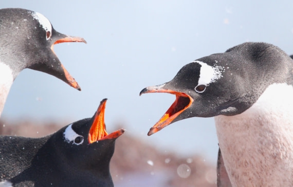 OTL24-24, Day 5, IMG_9315 © Unknown photographer - Oceanwide Expeditions.JPG