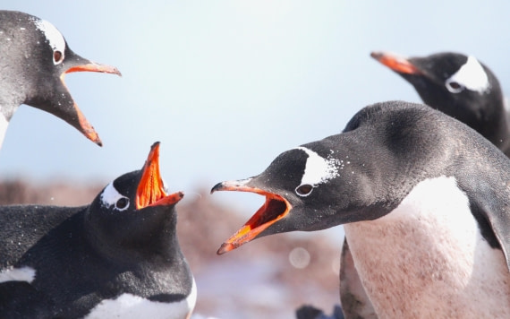 OTL24-24, Day 5, IMG_9316 © Unknown photographer - Oceanwide Expeditions.JPG