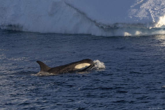 OTL24-24, Day 5, Orca © Sara Jenner - Oceanwide Expeditions.jpg