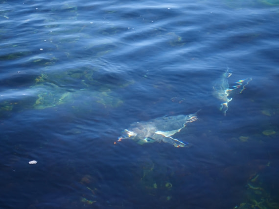 OTL24-24, Day 5, P1080896 © Unknown photographer - Oceanwide Expeditions.JPG