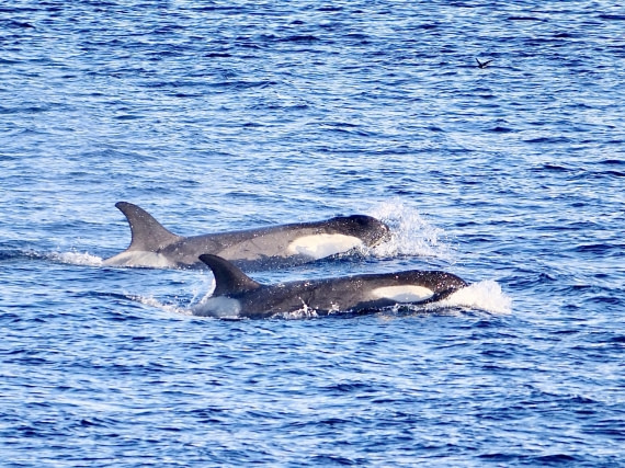 OTL24-24, Day 5, P1081786 © Unknown photographer - Oceanwide Expeditions.jpg