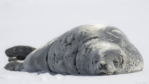 OTL24-24, Day 6, Crabeater seal © Sara Jenner - Oceanwide Expeditions.jpg