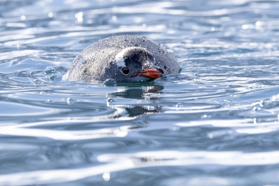 OTL24-24, Day 6, Gentoo in the water © Sara Jenner - Oceanwide Expeditions.jpg