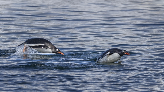 OTL24-24, Day 6, Gentoos © Sara Jenner - Oceanwide Expeditions.jpg