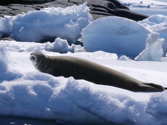 OTL24-24, Day 6, P1102886 © Unknown photographer - Oceanwide Expeditions.jpg