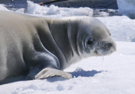 OTL24-24, Day 6, P1102893 © Unknown photographer - Oceanwide Expeditions.jpg