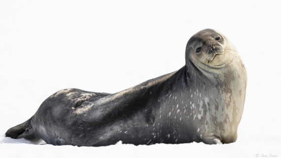 OTL24-24, Day 6, Weddell Seal 1 © Sara Jenner - Oceanwide Expeditions.jpg