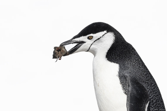 OTL24-24, Day 7, Chinstrap 1 © Sara Jenner - Oceanwide Expeditions.jpg