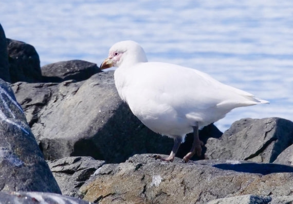 OTL24-24, Day 7, P1103175 © Tanja Bayer - Oceanwide Expeditions.jpg