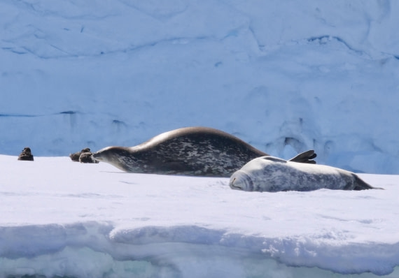 OTL24-24, Day 7, P1103156 © Tanja Bayer - Oceanwide Expeditions.jpg