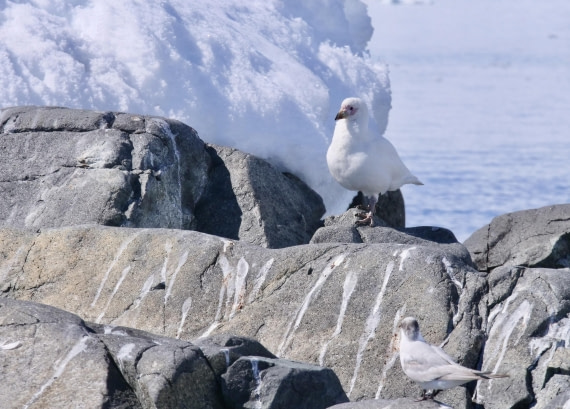 OTL24-24, Day 7, P1103176 © Tanja Bayer - Oceanwide Expeditions.jpg