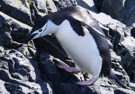 OTL24-24, Day 7, P1103243 © Tanja Bayer - Oceanwide Expeditions.jpg