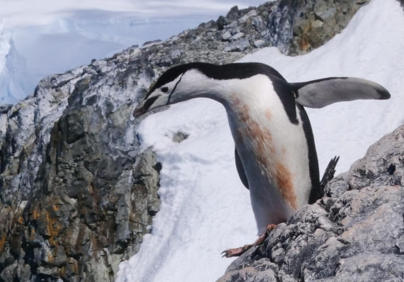 OTL24-24, Day 7, P1103296 © Tanja Bayer - Oceanwide Expeditions.jpg