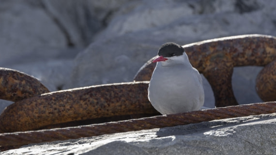 OTL24-24, Day 7, Tern © Sara Jenner - Oceanwide Expeditions.jpg
