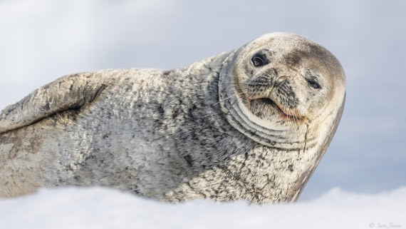 OTL24-24, Day 7, Weddell Seal (2) © Sara Jenner - Oceanwide Expeditions.jpg