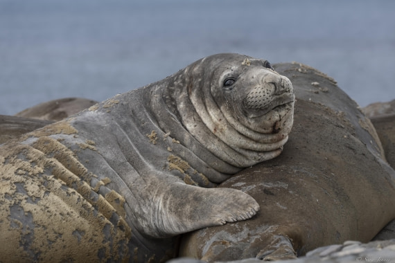 OTL24-24, Day 8, Elephant Point 1 ©  Sara Jenner  - Oceanwide Expeditions.jpg