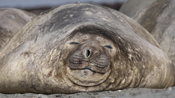 OTL24-24, Day 8, Elephant Point 5 ©  Sara Jenner  - Oceanwide Expeditions.jpg