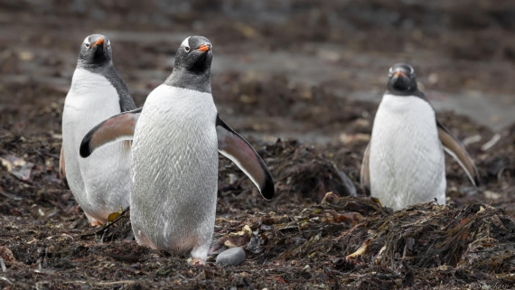 OTL24-24, Day 8, Elephant Point 6 ©  Sara Jenner  - Oceanwide Expeditions.jpg