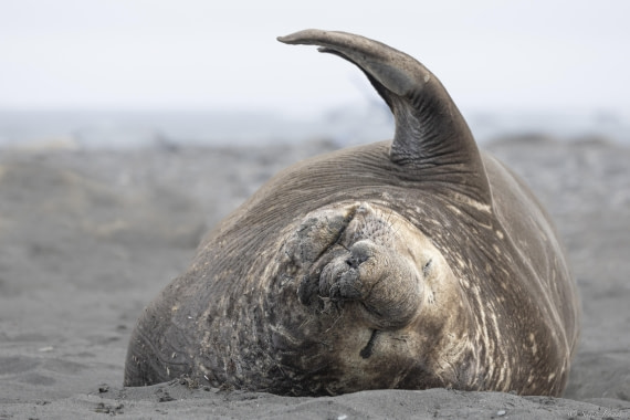 OTL24-24, Day 8, Elephant Point 7 ©  Sara Jenner  - Oceanwide Expeditions.jpg