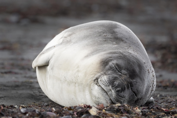 OTL24-24, Day 8, Elephant Point 10 ©  Sara Jenner  - Oceanwide Expeditions.jpg