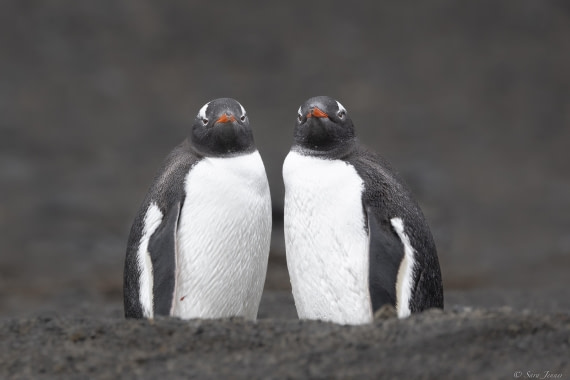 OTL24-24, Day 8, Gentoos at Telefon © Sara Jenner - Oceanwide Expeditions.jpg